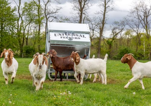Boer Goats at a Universal Feeders